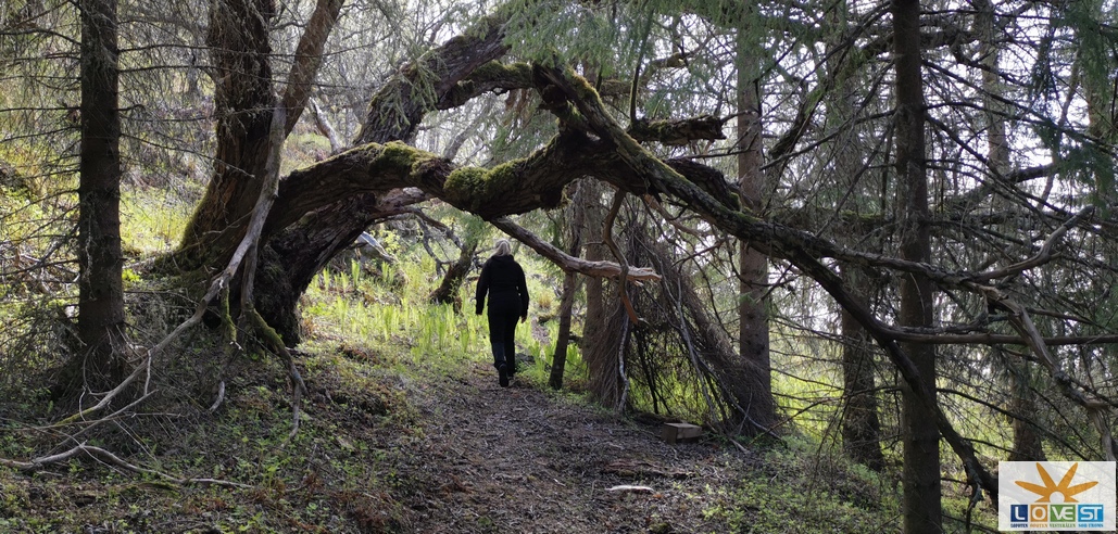 Gammel skog