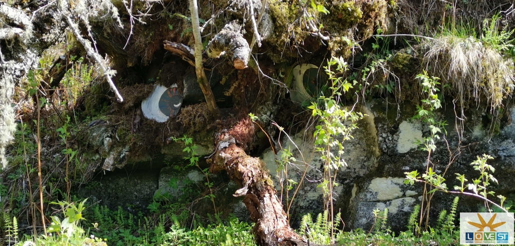 Trollskogen